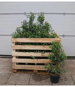 15 Meter Portugiesischer Kirschlorbeer 'Angustifolia', 40 X Ca. 80-100 Cm 7 15 Meter Portugiesischer Kirschlorbeer 'Angustifolia', 40 X Ca. 80-100 Cm -Gartenmöbel Store 7517626 WE FS 002 PrunuslusitanicaC7 5