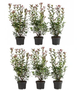 2 Meter Purpur-Glanzmispel 'Carre Rouge', 6 X Ca. 60 Cm