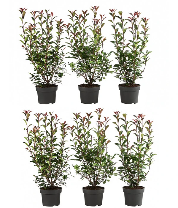 2 Meter Purpur-Glanzmispel 'Carre Rouge', 6 X Ca. 60 Cm 3 2 Meter Purpur-Glanzmispel 'Carre Rouge', 6 X Ca. 60 Cm