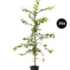 7,5 Meter Hainbuche, 30 X Ca. 150-175 Cm 1 7,5 Meter Hainbuche, 30 X Ca. 150-175 Cm -Gartenmöbel Store 7548209 WE FS 003 HainbucheCarpinusBetulusHecke30x