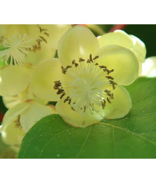 Kiwi 'Nostino', Männlich 3 Kiwi 'Nostino', Männlich