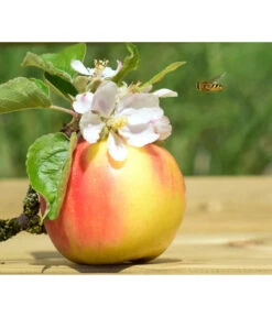 Zwergapfel 'Galina' 7 Zwergapfel 'Galina' -Gartenmöbel Store 7604697 WE MO 002 ApfelGalinaZwergPixabay