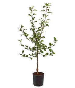 Rotfleischiger Apfel 'Baya Marisa' 8 Rotfleischiger Apfel 'Baya Marisa' -Gartenmöbel Store 7610488 WE FS 001 ApfelbaumApfelBayaMarisaMalusBusch95Liter