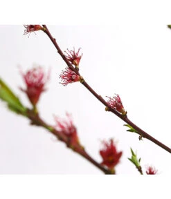 Dehner Pfirsich 'Benedicte' -Gartenmöbel Store 7611155 WE DE 001 PfirsichBenedicteDehnerExpressHerzig