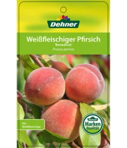 Dehner Pfirsich 'Benedicte' -Gartenmöbel Store 7611155 WeissfleischigerPfirsichBenedicte Etikett 1