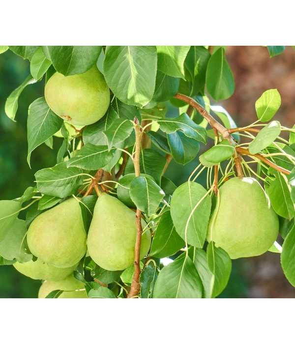 Zwergbirne 'Luisa' 5 Zwergbirne 'Luisa' – Bild 3