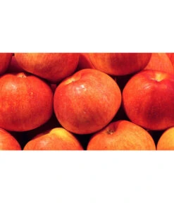 Dehner Zwergapfel 'Croquella' 6 Dehner Zwergapfel 'Croquella' -Gartenmöbel Store 7621865 WE MO 001 ZergapfelCroquellaPixabay