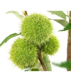 Esskastanie 'Bouche Rouge' -Gartenmöbel Store 7621964 WE DE 002 CastaneaSativaBocheRougeEsskastanie