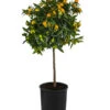 Kumquat -Gartenmöbel Store 7622707 WE FS 003 CitrusKumquatDehnerExpressHerzig