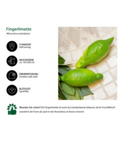 Dehner Gourmet Garten Fingerlimette -Gartenmöbel Store 7622830 WE IG 002 FingerlimetteLimettenkaviar