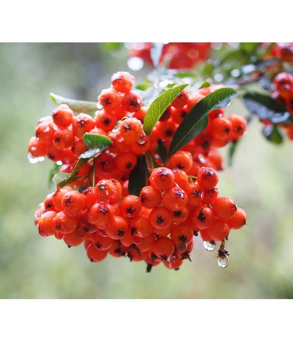 Eberesche 'Edulis' 3 Eberesche 'Edulis'