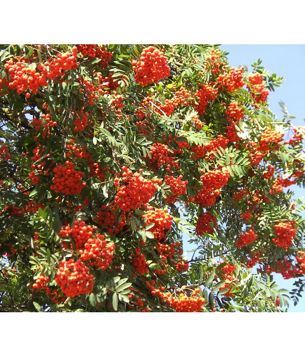 Eberesche 'Edulis' 4 Eberesche 'Edulis' – Bild 2