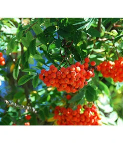 Eberesche 'Edulis' 11 Eberesche 'Edulis' -Gartenmöbel Store 7638513 DE 009 EberescheEdulis Pixabay