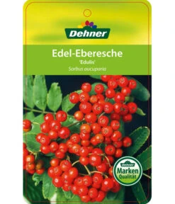 Eberesche 'Edulis' 14 Eberesche 'Edulis' -Gartenmöbel Store 7638513 Edel EberescheEdulis Etikett 1