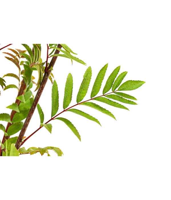 Eberesche 'Edulis' 7 Eberesche 'Edulis' – Bild 5