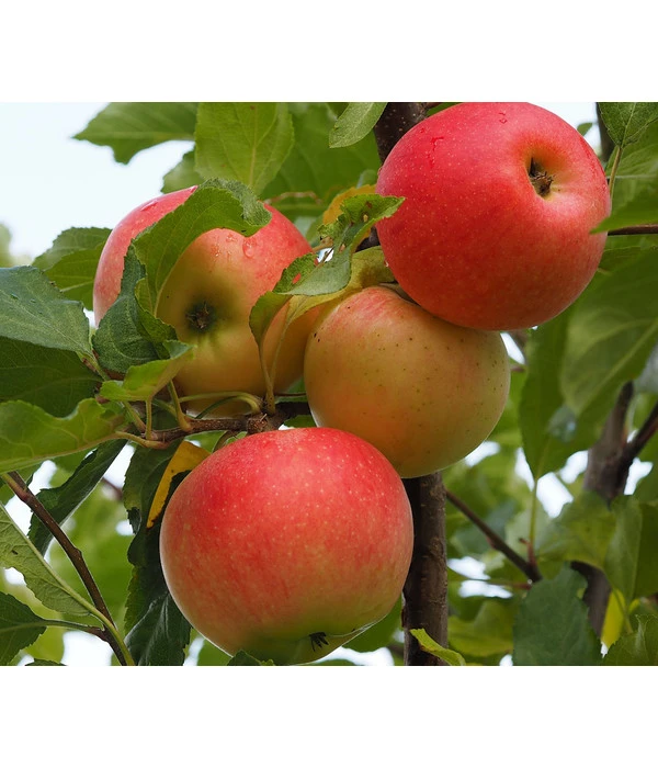 Winterapfel 'Ecolette' (S) 3 Winterapfel 'Ecolette' (S)