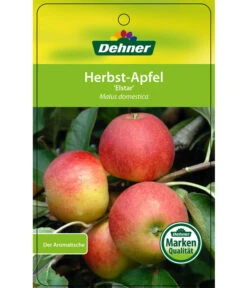Herbstapfel 'Elstar' 12 Herbstapfel 'Elstar' -Gartenmöbel Store 7639164 HerbstapfelElstar Etikett 1