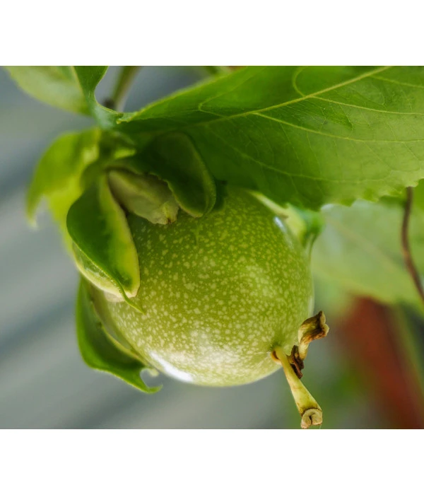 Süße Granadilla 5 Süße Granadilla – Bild 3