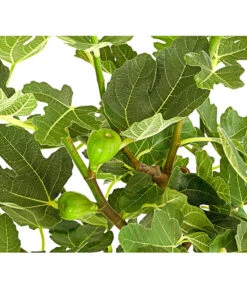 Feige, Dunkel 9 Feige, Dunkel -Gartenmöbel Store 7642671 PR DE 001 FicusCaricaDunkelT20FeigenbaumDehnerExpressHerzig