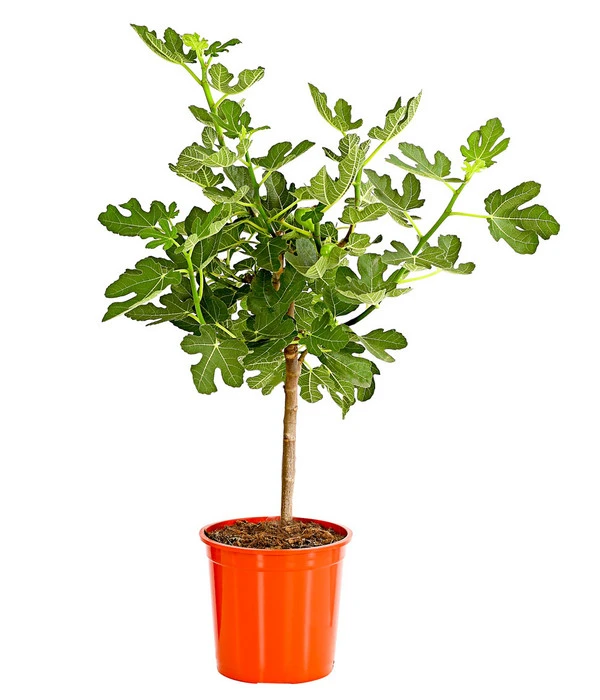 Feige, Dunkel 4 Feige, Dunkel – Bild 2