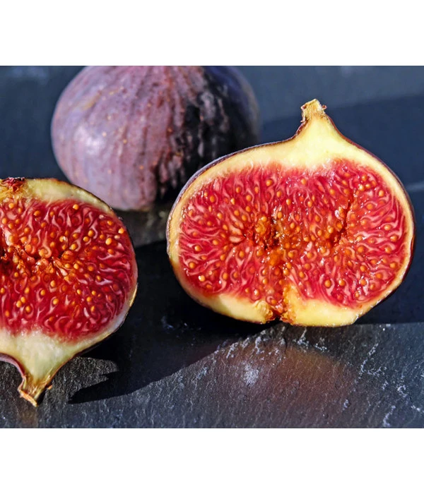 Feige, Dunkel 3 Feige, Dunkel