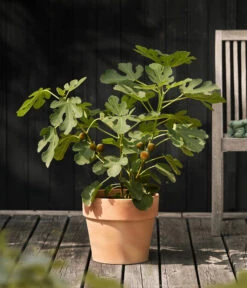 Feige 'Madeleine' -Gartenmöbel Store 7642911 WE MO 001 FicusFeigeMadeleine