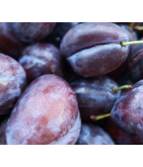 Säulenzwetschge 'Geisenheimer Top' 4 Säulenzwetschge 'Geisenheimer Top' – Bild 2