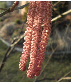 Dehner Haselnuss 'Rote Zellernuss' -Gartenmöbel Store 7663073 PR 001 CoryllusHaselnussPixabay