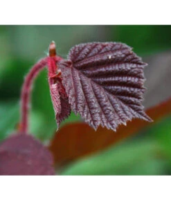Dehner Haselnuss 'Rote Zellernuss' -Gartenmöbel Store 7663073 PR DE 002 CoryllusHaselnussPixabay