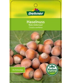 Dehner Haselnuss 'Rote Zellernuss' -Gartenmöbel Store 7663073 HaselnussRoteZellernuss Etikett 1