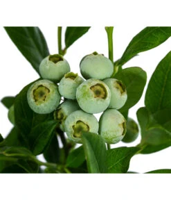 Heidelbeere 'Duke' 9 Heidelbeere 'Duke' -Gartenmöbel Store 7665219 WE DE 003 VacciniumHeidelbeereDuke3L