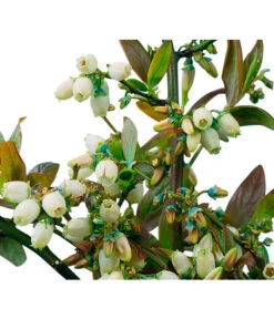 Heidelbeere 'Goldtraube' 15 Heidelbeere 'Goldtraube' -Gartenmöbel Store 7665318 PR DE 002 HeidelbeereGoldtraubeHeidelbeereGoldtraubeBusch