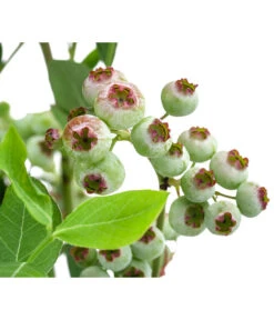 Heidelbeere 'Goldtraube' 14 Heidelbeere 'Goldtraube' -Gartenmöbel Store 7665318 WE DE 003 VacciniumHeidelbeereGoldtraube3L