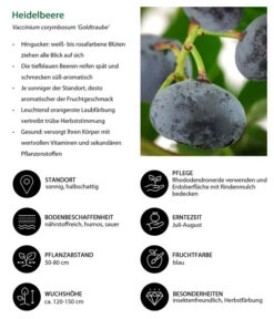 Heidelbeere 'Goldtraube' 13 Heidelbeere 'Goldtraube' -Gartenmöbel Store 7665318 WE IG 001 HeidelbeereVacciniumcorymbosumGoldtraube