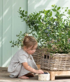 Heidelbeere 'Goldtraube' 12 Heidelbeere 'Goldtraube' -Gartenmöbel Store 7665318 WE MO 001 HeidelbeereGoldtraube