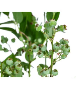 Dehner Heidelbeere 'Bluecrop' -Gartenmöbel Store 7665409 WE DE 005 VacciniumHeidelbeereBluecrop3L