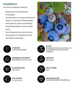 Dehner Heidelbeere 'Bluecrop' -Gartenmöbel Store 7665409 WE IG 001 HeidelbeereVacciniumcorymbosumBlueCrop