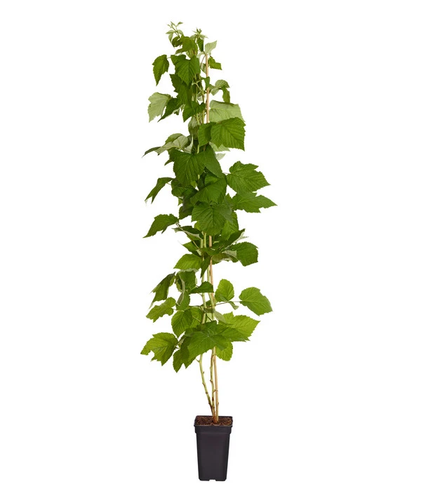 Dehner Gourmet Garten Himbeere 'Homecane®' 4 Dehner Gourmet Garten Himbeere 'Homecane®' – Bild 2