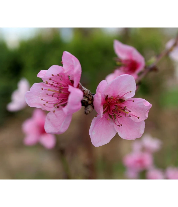 Dehner Pfirsich 'Kernechter Vom Vorgebirge' 4 Dehner Pfirsich 'Kernechter Vom Vorgebirge' – Bild 2