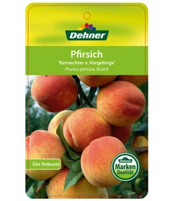 Dehner Pfirsich 'Kernechter Vom Vorgebirge' 8 Dehner Pfirsich 'Kernechter Vom Vorgebirge' -Gartenmöbel Store 7695505 PfirsichKernechterVomVorgebirge Etikett 1
