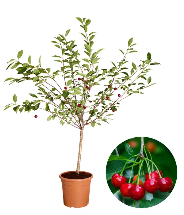 Zwergsauerkirsche 'Griotella' 3 Zwergsauerkirsche 'Griotella'