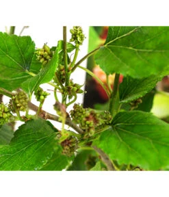 Maulbeere 'Mojo Berry' 7 Maulbeere 'Mojo Berry' -Gartenmöbel Store 7714579 WE DE 011 MorusMojoBerrieMaulbeereT13