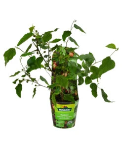 Maulbeere 'Mojo Berry' 6 Maulbeere 'Mojo Berry' -Gartenmöbel Store 7714579 WE FS 011 MorusMojoBerrieMaulbeereT13