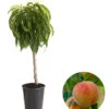 Zwergpfirsich 'Bonanza' -Gartenmöbel Store 7723992 WE FS 001 ZwergpfirsichBonanza