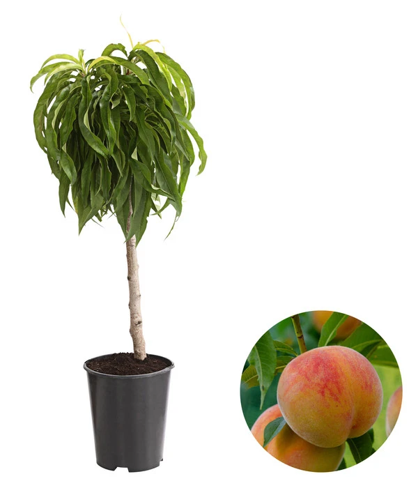 Zwergpfirsich 'Bonanza' 3 Zwergpfirsich 'Bonanza'