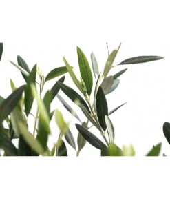 XXL Olivenstamm 'Leccino', Ca. 180-200 Cm 7 XXL Olivenstamm 'Leccino', Ca. 180-200 Cm -Gartenmöbel Store 7724792 WE DE 001 OleaEuropaeaLeccinoOlive