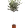 XXL Olivenstamm 'Leccino', Ca. 180-200 Cm -Gartenmöbel Store 7724792 WE FS 002 OleaEuropaeaLeccinoOlive