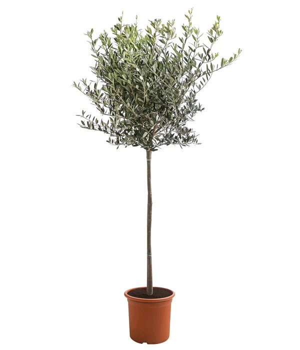 XXL Olivenstamm 'Leccino', Ca. 180-200 Cm 3 XXL Olivenstamm 'Leccino', Ca. 180-200 Cm