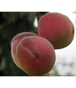 Zwergpfirsich, Rotlaubig 7 Zwergpfirsich, Rotlaubig -Gartenmöbel Store 7728819 PR DE 001 PrunusPfirsichRubiraPixabayx 1