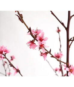 Pfirsich 'Rubira', Rotblättrig -Gartenmöbel Store 7728819 WE DE 001 PfirsichRotblaettrigDehnerExpressHerzig